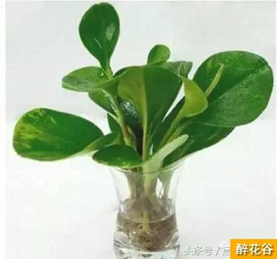 豆瓣绿怎么养?豆瓣绿可以水培吗?