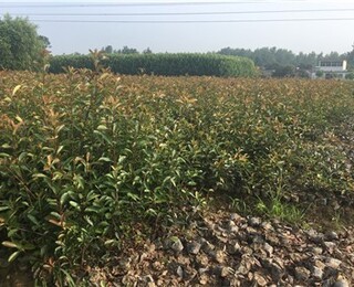 淇滨红叶石楠