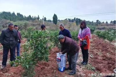 幼树健壮快长施肥方案:以重底肥,追肥勤施薄施为原则