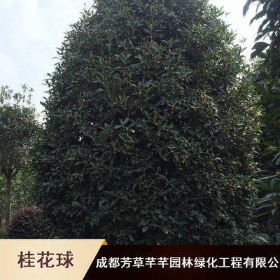 芳草芊芊抗病灌木桂花球_室内观赏嫁接桂花球基地价格