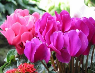 仙客来养护的关键环节与施为技巧