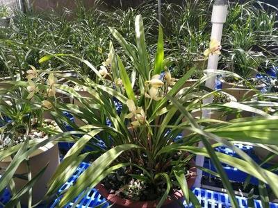 初秋养花要谨慎，掌握这5点，满屋都是兰花香！